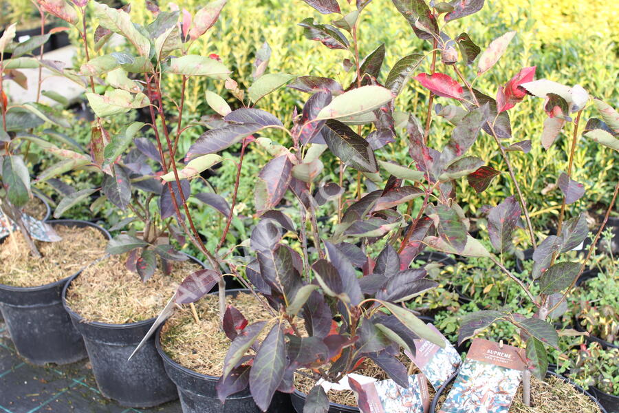 Muchovník hladký 'Ballerina' - Amelanchier laevis 'Ballerina'