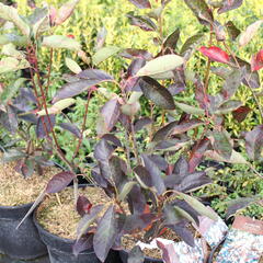 Muchovník hladký 'Ballerina' - Amelanchier laevis 'Ballerina'