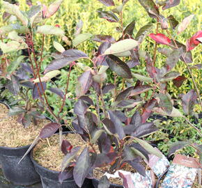 Muchovník hladký 'Ballerina' - Amelanchier laevis 'Ballerina'