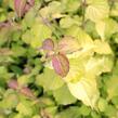 Leycestérie krásná 'Little Lanterns' - Leycesteria formosa 'Little Lanterns'