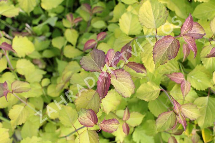 Leycestérie krásná 'Little Lanterns' - Leycesteria formosa 'Little Lanterns'