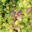 Leycestérie krásná 'Little Lanterns' - Leycesteria formosa 'Little Lanterns'