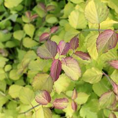 Leycestérie krásná 'Little Lanterns' - Leycesteria formosa 'Little Lanterns'