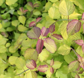 Leycestérie krásná 'Little Lanterns' - Leycesteria formosa 'Little Lanterns'