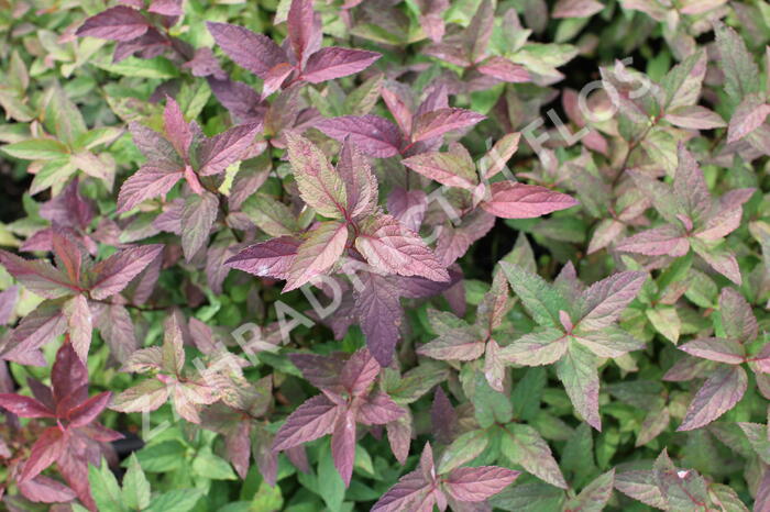 Tavolník japonský 'Froebelii' - Spiraea japonica 'Froebelii'