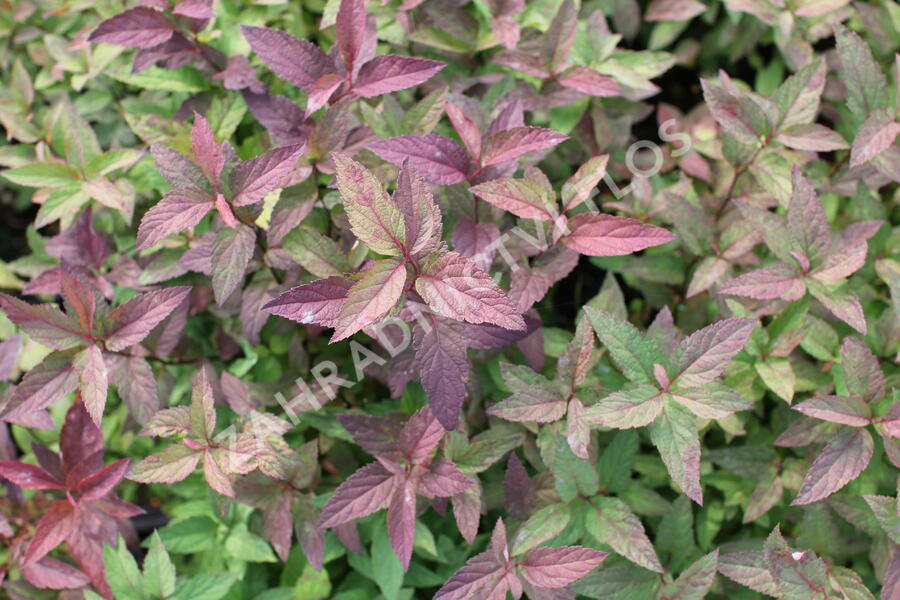 Tavolník japonský 'Froebelii' - Spiraea japonica 'Froebelii'