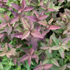 Tavolník japonský 'Froebelii' - Spiraea japonica 'Froebelii'