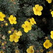 Mochna křovitá 'Sommerflor' - Potentilla fruticosa 'Sommerflor'