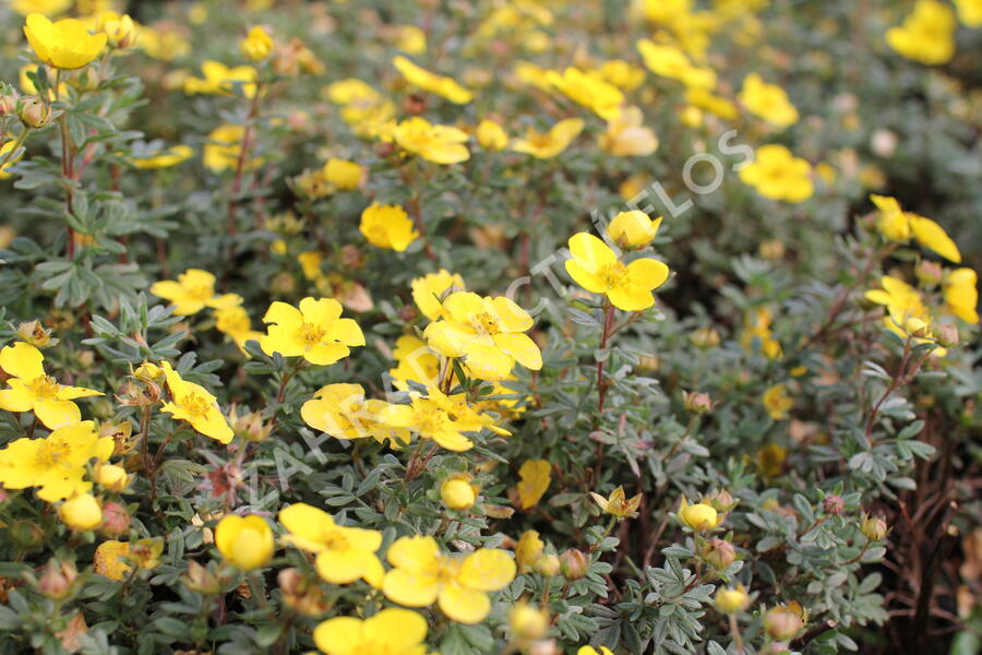 Mochna křovitá 'Sommerflor' - Potentilla fruticosa 'Sommerflor'