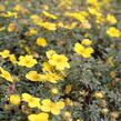 Mochna křovitá 'Sommerflor' - Potentilla fruticosa 'Sommerflor'