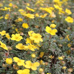 Mochna křovitá 'Sommerflor' - Potentilla fruticosa 'Sommerflor'