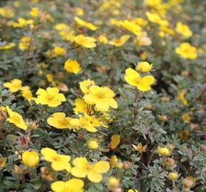 Mochna křovitá 'Sommerflor' - Potentilla fruticosa 'Sommerflor'