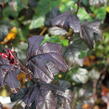 Jabloň okrasná Sieboldova  'Scarlett' - Malus toringo 'Scarlett'