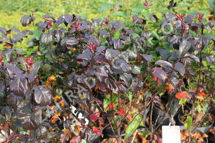 Jabloň okrasná Sieboldova  'Scarlett' - Malus toringo 'Scarlett'