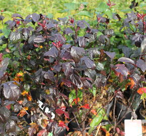 Jabloň okrasná Sieboldova  'Scarlett' - Malus toringo 'Scarlett'