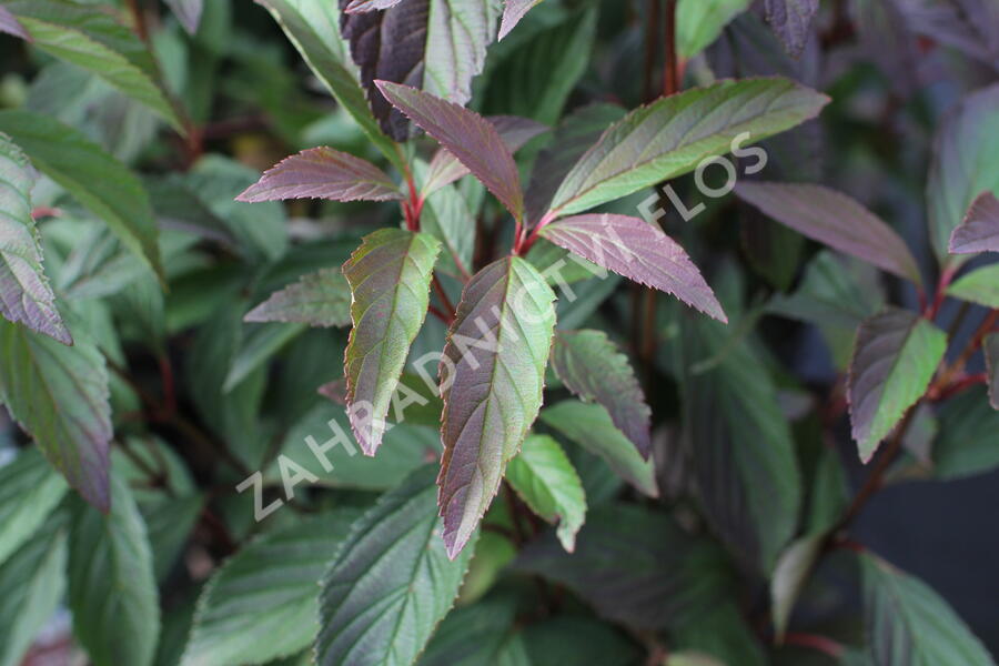 Kalina vonná 'December Dwarf' - Viburnum farreri 'December Dwarf'