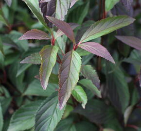 Kalina vonná 'December Dwarf' - Viburnum farreri 'December Dwarf'