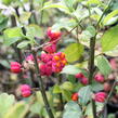 Brslen evropský - Euonymus europaeus