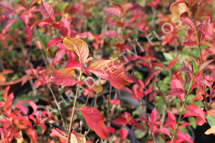 Brslen evropský - Euonymus europaeus