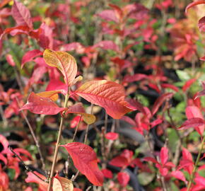 Brslen evropský - Euonymus europaeus