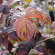 Dřín japonský 'Satomi' - Cornus kousa 'Satomi'