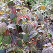 Dřín japonský 'Satomi' - Cornus kousa 'Satomi'