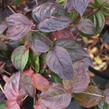 Dřín japonský 'Satomi' - Cornus kousa 'Satomi'