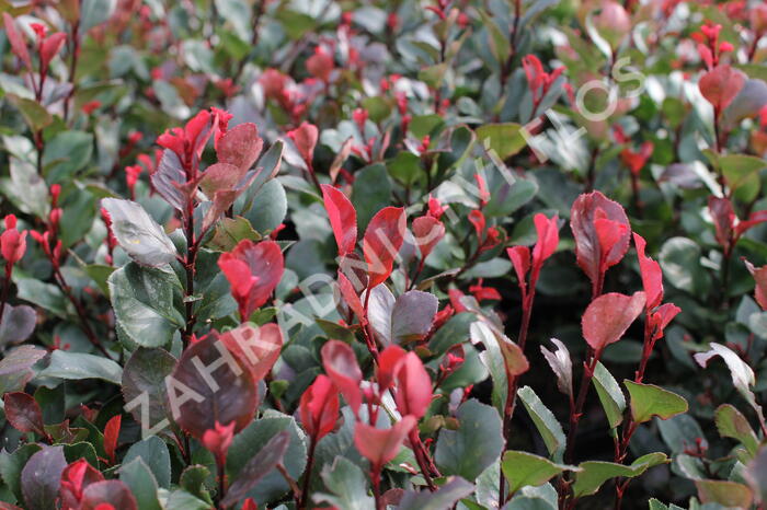 Blýskavka Fraserova 'Little Red Robin' - Photinia fraseri 'Little Red Robin'