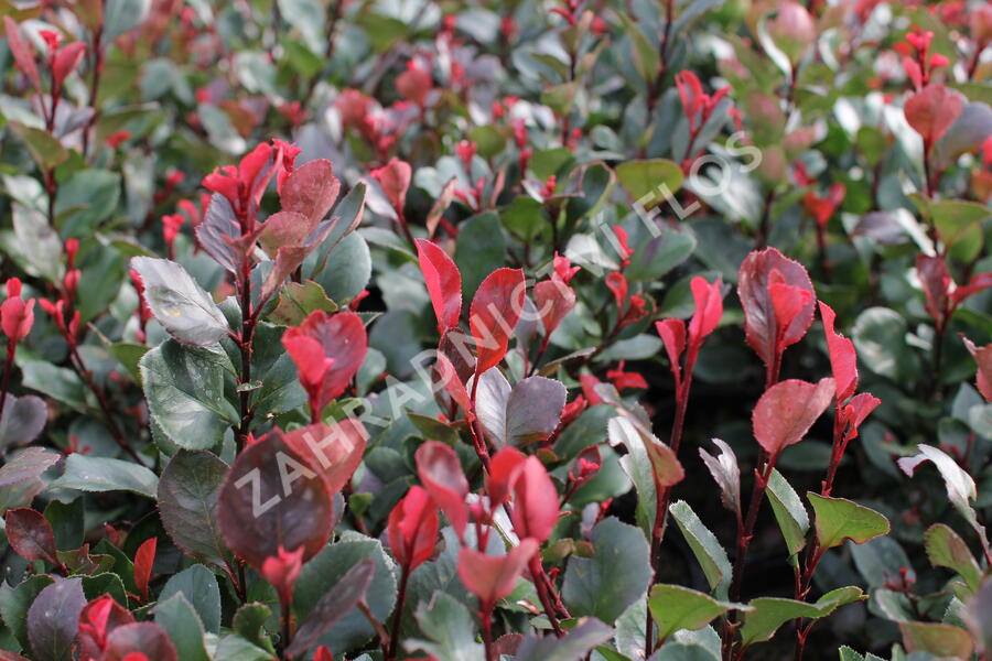 Blýskavka Fraserova 'Little Red Robin' - Photinia fraseri 'Little Red Robin'