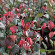 Blýskavka Fraserova 'Little Red Robin' - Photinia fraseri 'Little Red Robin'