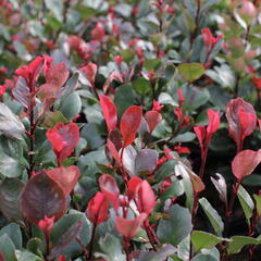 Blýskavka Fraserova 'Little Red Robin' - Photinia fraseri 'Little Red Robin'