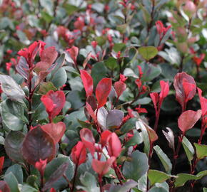 Blýskavka Fraserova 'Little Red Robin' - Photinia fraseri 'Little Red Robin'