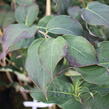 Dřín japonský 'Schmetterling' - Cornus kousa 'Schmetterling'