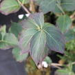 Dřín japonský 'Schmetterling' - Cornus kousa 'Schmetterling'