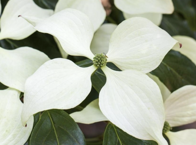 Dřín japonský 'Schmetterling' - Cornus kousa 'Schmetterling'