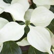 Dřín japonský 'Schmetterling' - Cornus kousa 'Schmetterling'