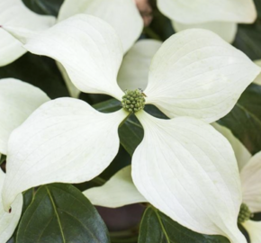 Dřín japonský 'Schmetterling' - Cornus kousa 'Schmetterling'