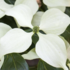 Cornus kousa 'Schmetterling'.png