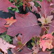 Hortenzie dubolistá 'Sikes Dwarf' - Hydrangea quercifolia 'Sikes Dwarf'