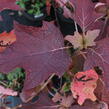 Hortenzie dubolistá 'Sikes Dwarf' - Hydrangea quercifolia 'Sikes Dwarf'