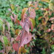 Dřín obecný - Cornus mas