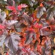 Tavola kalinolistá 'Magic Sunrise' - Physocarpus opulifolius 'Magic Sunrise'