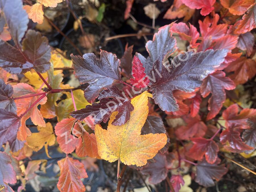 Tavola kalinolistá 'Magic Sunrise' - Physocarpus opulifolius 'Magic Sunrise'