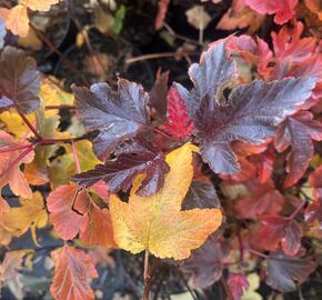 Tavola kalinolistá 'Magic Sunrise' - Physocarpus opulifolius 'Magic Sunrise'