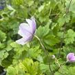 Sasanka 'Ruffled Swan' - Anemone hybrida 'Ruffled Swan'