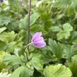 Sasanka 'Ruffled Swan' - Anemone hybrida 'Ruffled Swan'