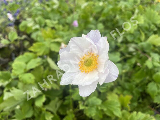 Sasanka 'Ruffled Swan' - Anemone hybrida 'Ruffled Swan'