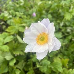 Sasanka 'Ruffled Swan' - Anemone hybrida 'Ruffled Swan'