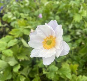 Sasanka 'Ruffled Swan' - Anemone hybrida 'Ruffled Swan'