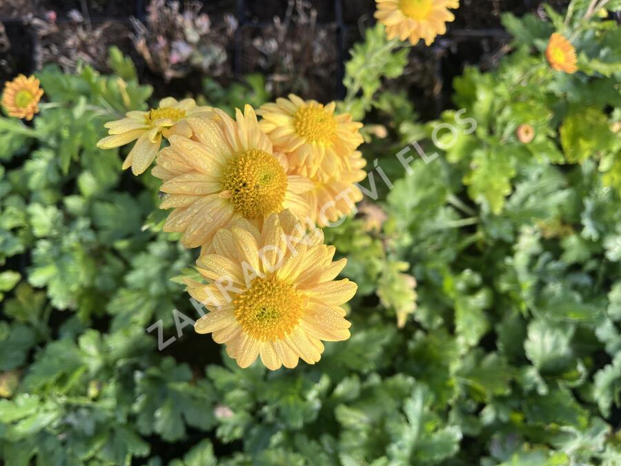 Listopadka indická 'Goldmarianne' - Dendranthema indicum 'Goldmarianne'